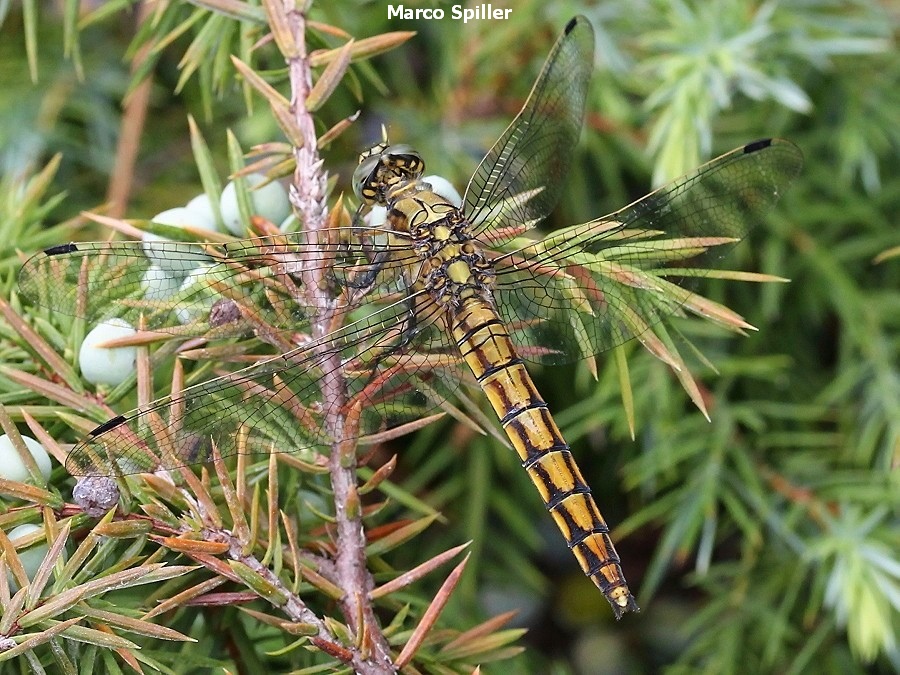 Orthetrum cancellatum - giovane femmina